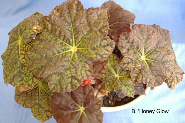 B. ‘Honey Glow’